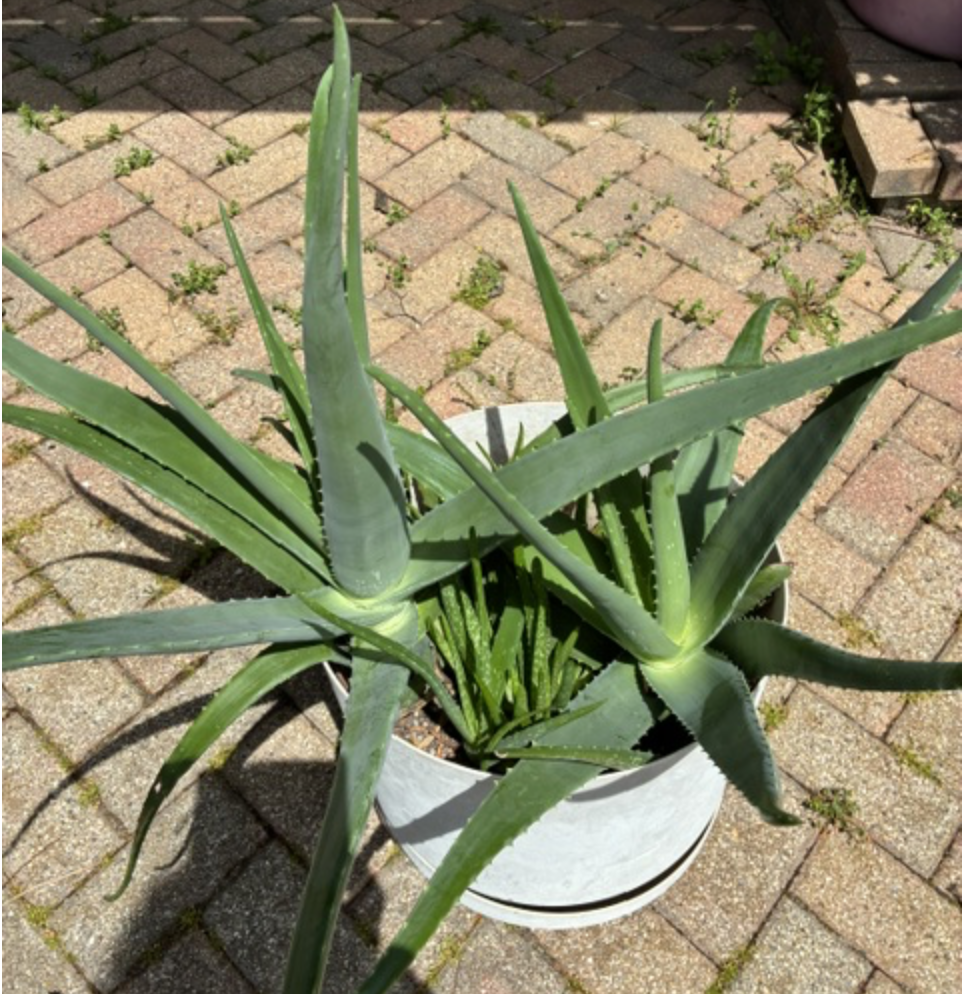 blauregen dngen Purgrn Blauregen-Dnger 1 Liter