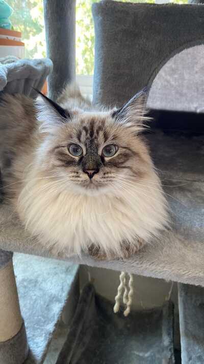 Cats 2024 exclusive vet