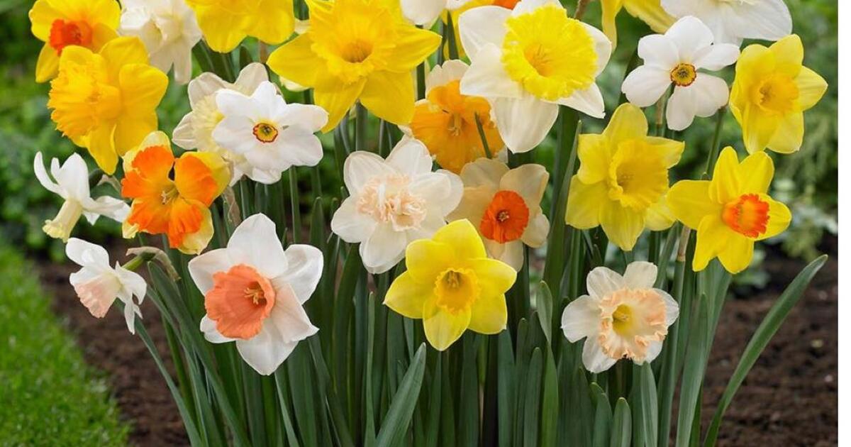 Freed yellow/white daffodil bulbs for Free in Drexel Hill, PA Finds — Nextdoor