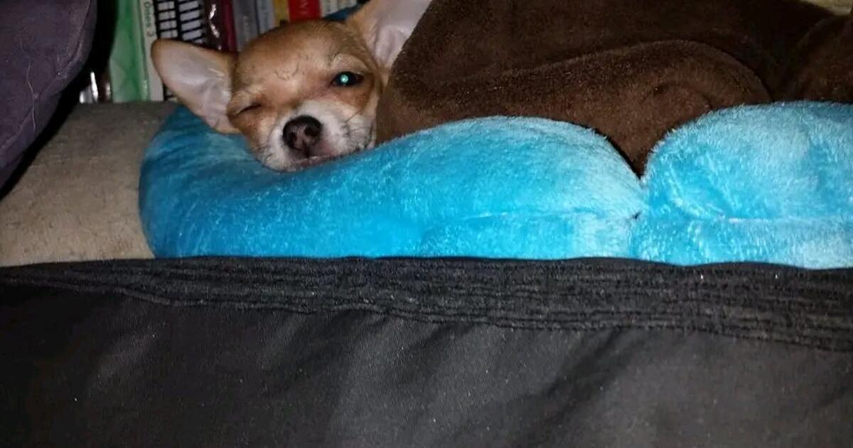 Trying To Get A Chihuahua Puppy Or Tea Cup Chihuahua For Me So I Can trying-to-get-a-chihuahua-puppy-or-tea-cup-chihuahua-for-me-so-i-can