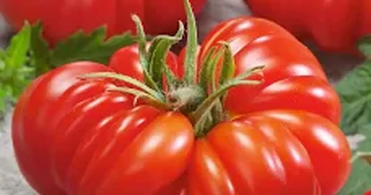 Heirloom Tomato and Pepper Plants for Free in Raleigh, NC For Sale