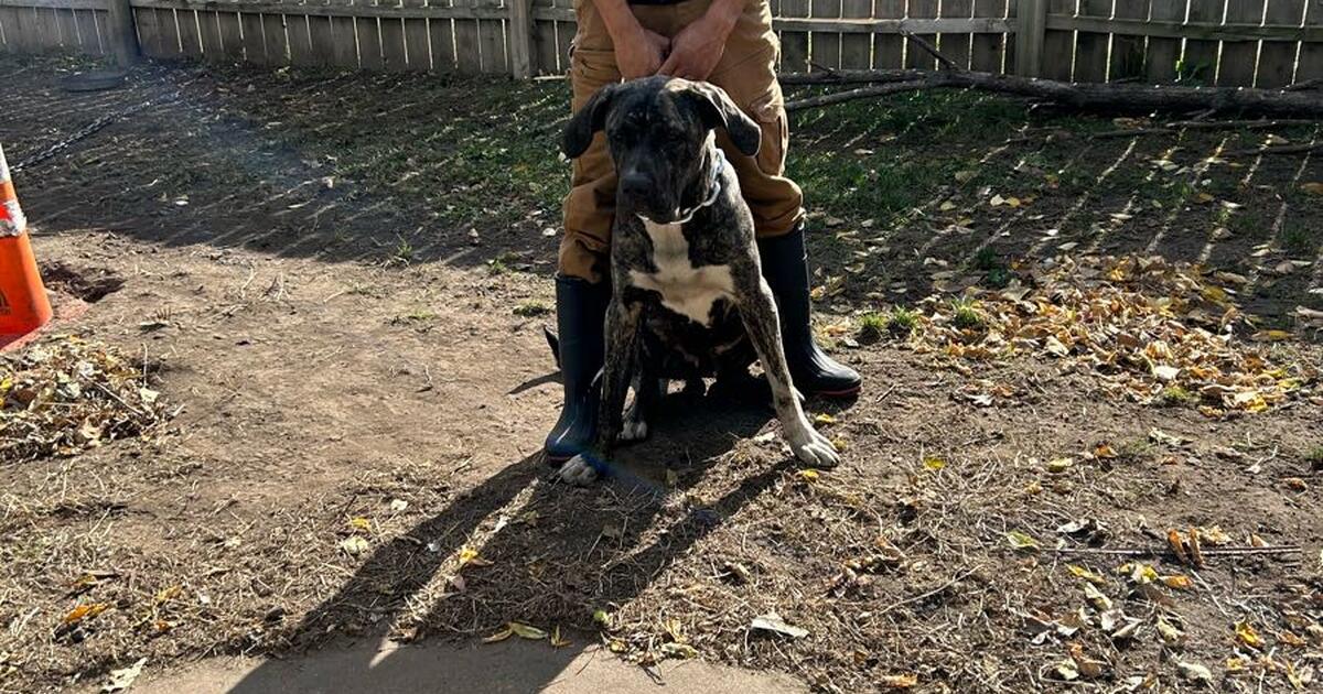 A week old pretzel Canario puppies also American Staffshire, terrier