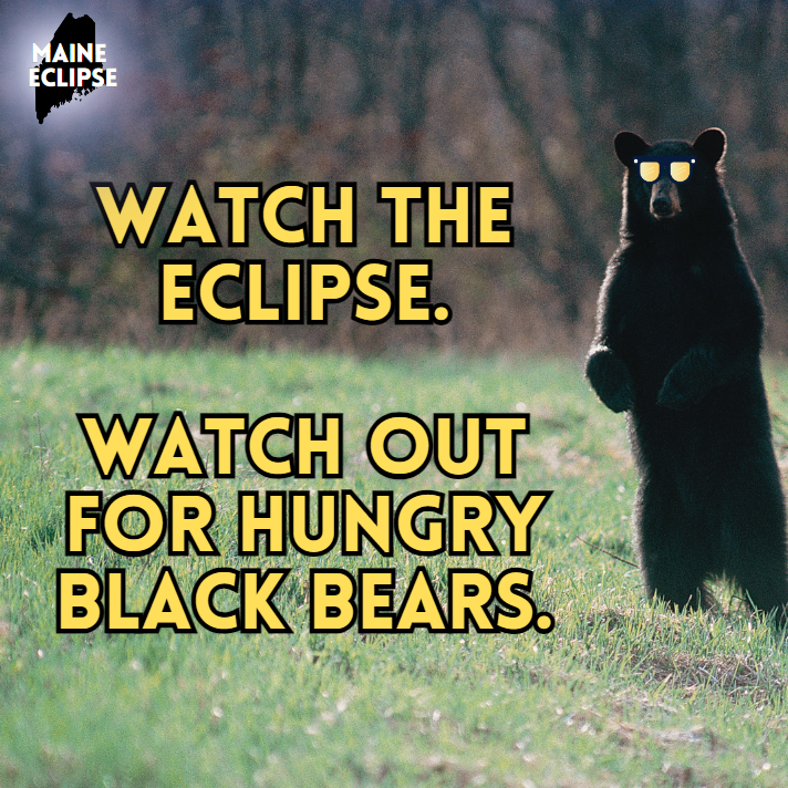 It’s no joke – it's spring in Maine, and black bears are out of their ...