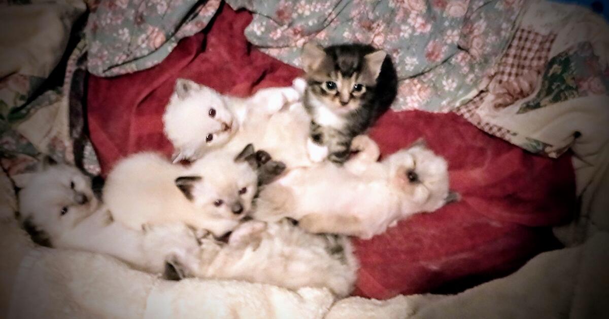Kittens for 10 in Lakeland, FL For Sale & Free — Nextdoor