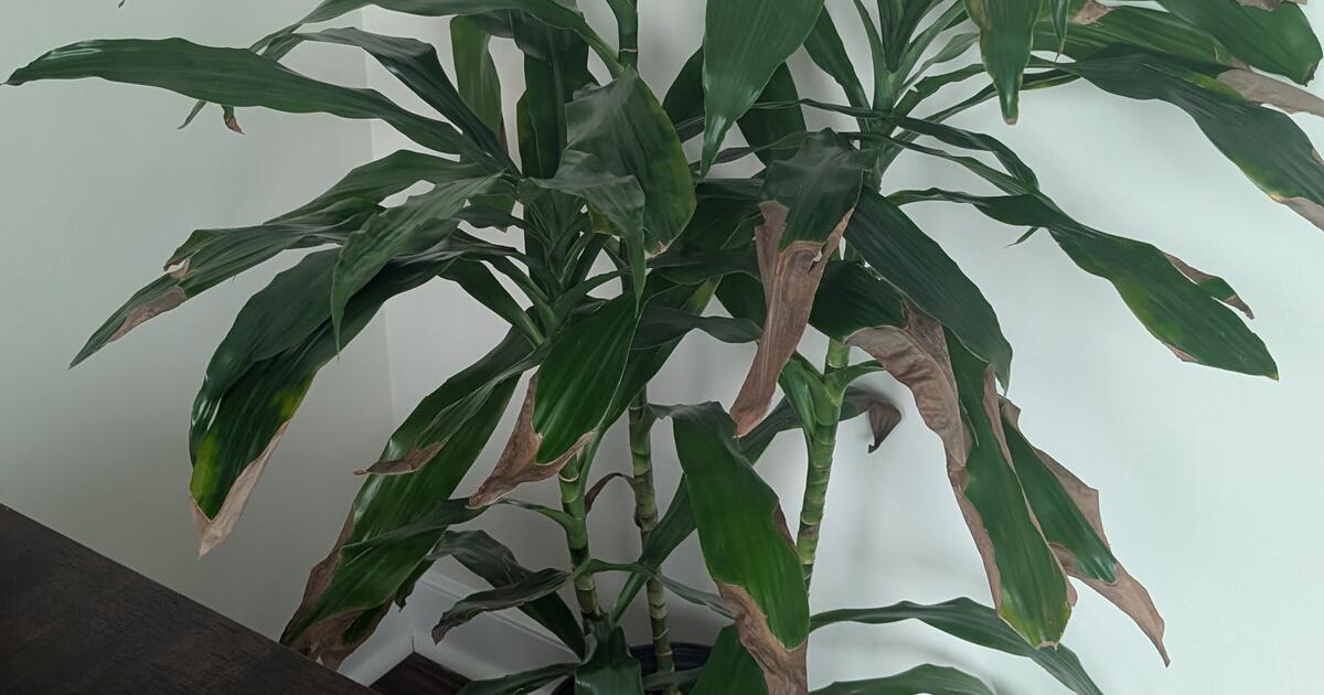 Potted Indoor Plants For Free In Boston MA For Sale Free Nextdoor potted-indoor-plants-for-free-in-boston-ma-for-sale-free-nextdoor