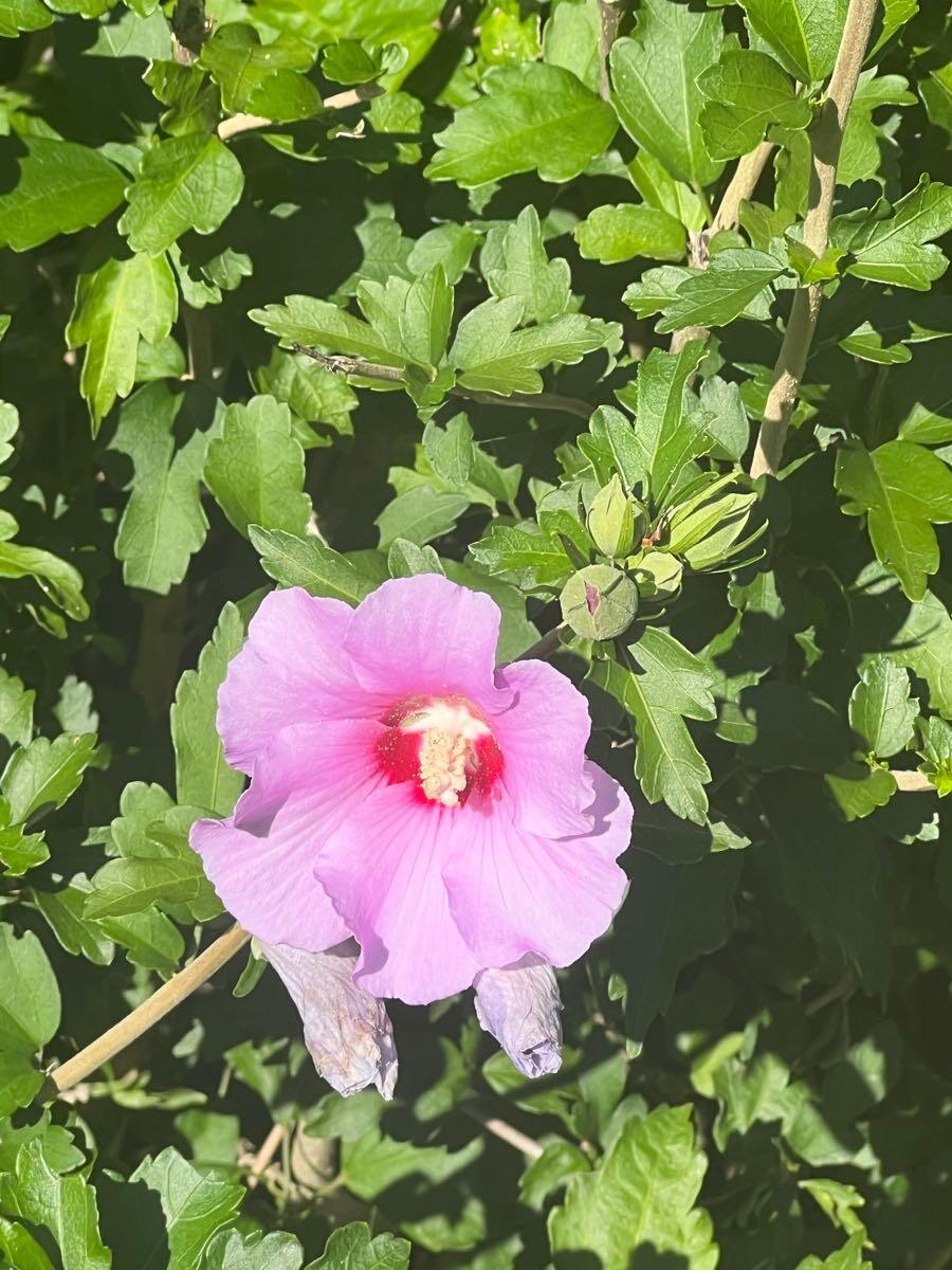 Grandinroad outdoor gliders for 275 in Louisville, KY For Sale