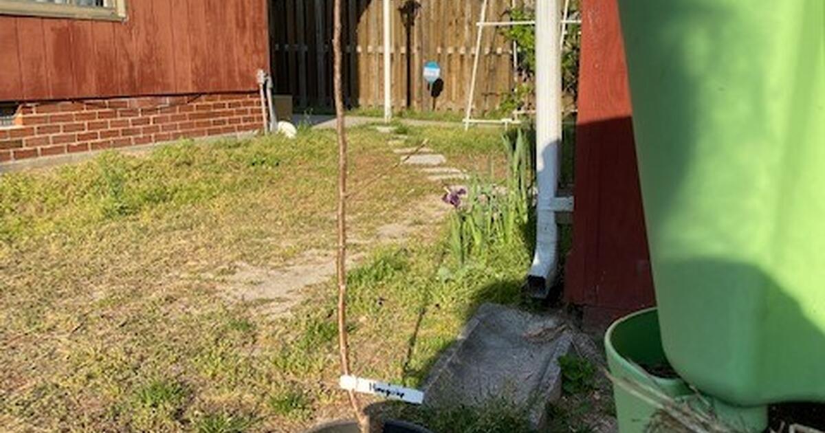 Semi Dwarf Grafted Honeycrisp Apple Tree for 60 in Salisbury, MD