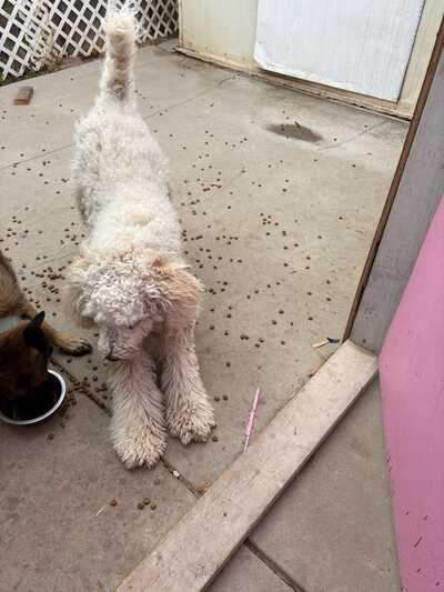 A Dog Gone Good Grooming: Expert Tips for a Perfect Pet Makeover