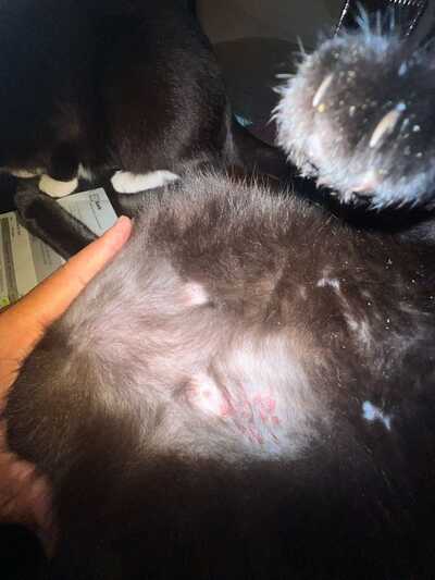 Tractor online supply vetco