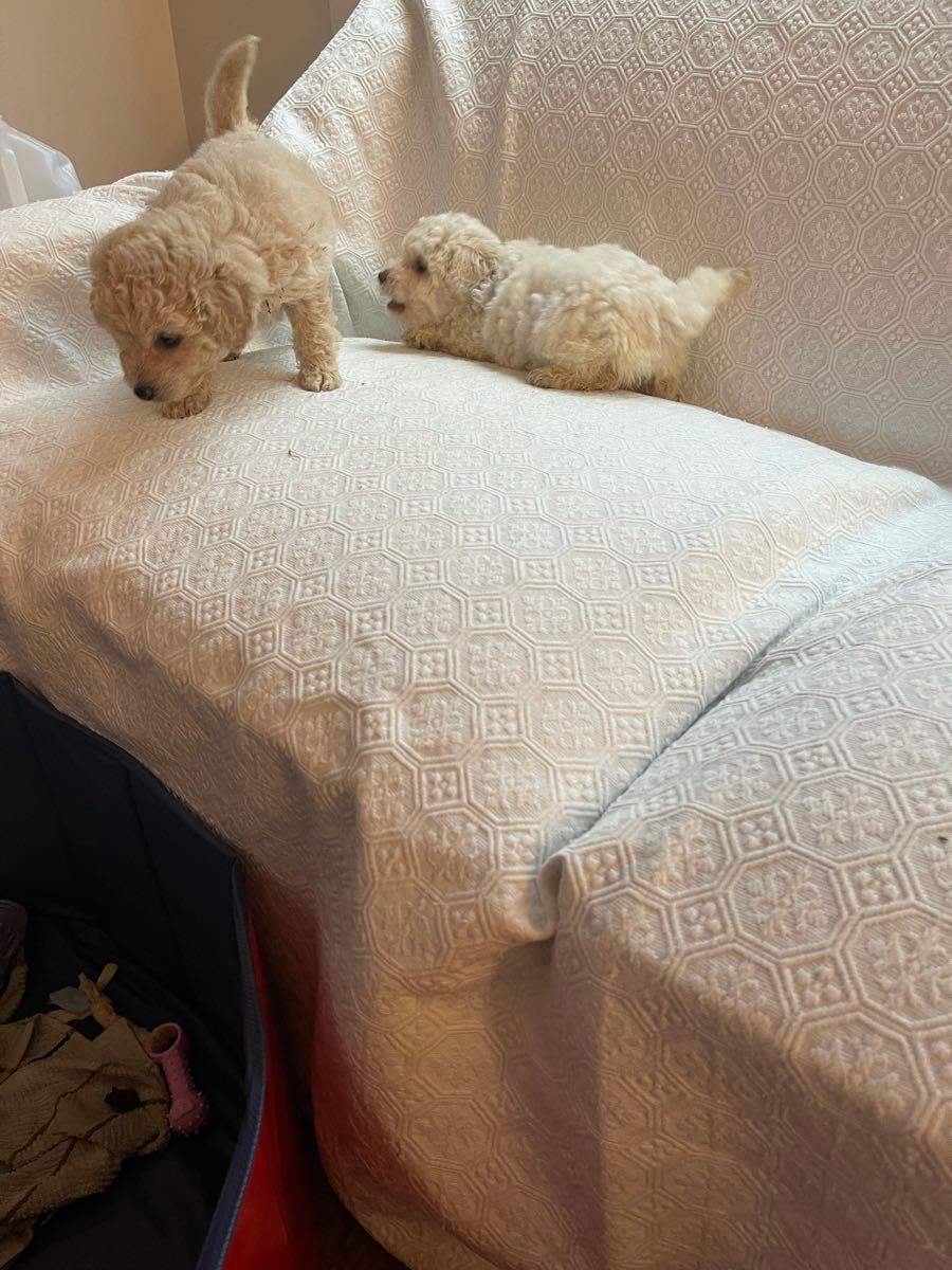 CKC Toy Poodles 7 weeks old in Mc Cormick, SC For Sale & Free — Nextdoor