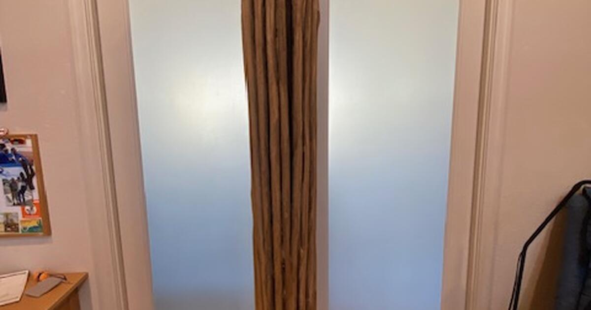 Saguaro Rib Skeleton for 650 in Oro Valley, AZ For Sale & Free