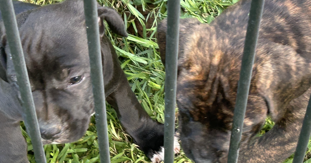 Puppies for Free in Hiram, GA For Sale & Free — Nextdoor