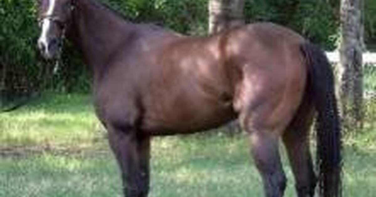 Help feeding horses daily. in Magnolia, TX For Sale & Free — Nextdoor