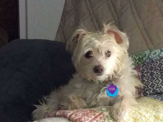 Red rover online dog groomer