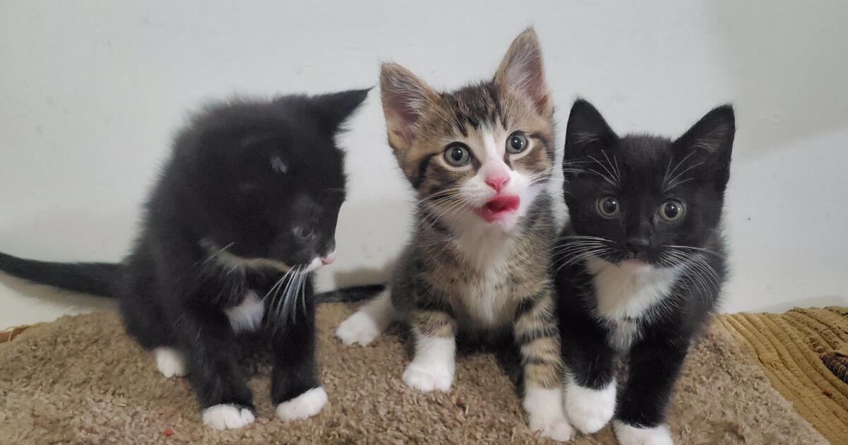 Kittens for 20 in Otsego, MN For Sale & Free — Nextdoor