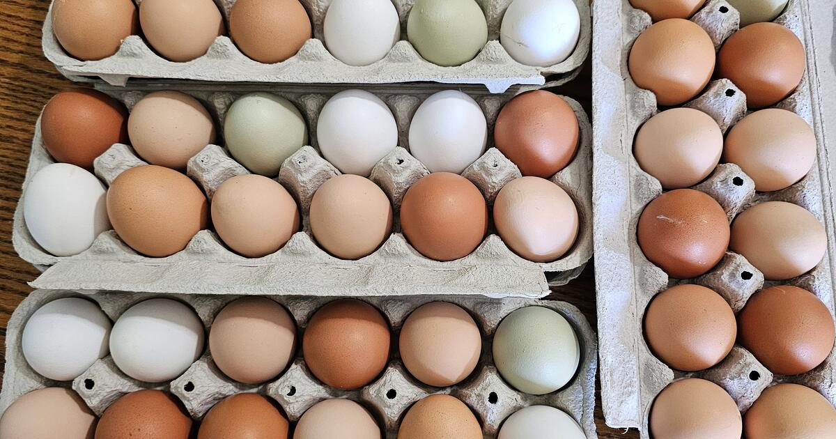 Fresh eggs 5/dozen in New River, AZ For Sale & Free — Nextdoor