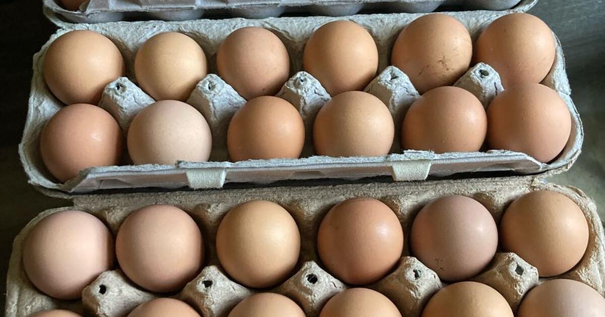 Fresh brown eggs for 250 in Mount Holly Springs, PA For Sale & Free