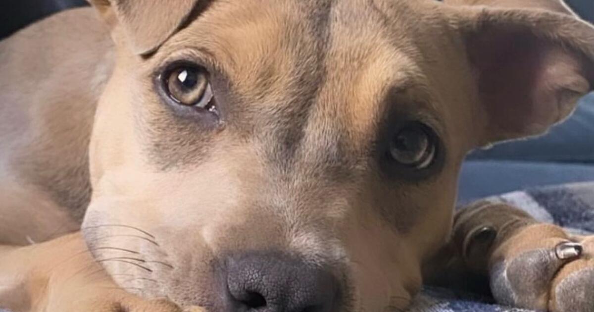 Free puppy for Free in Henderson, NV For Sale & Free — Nextdoor