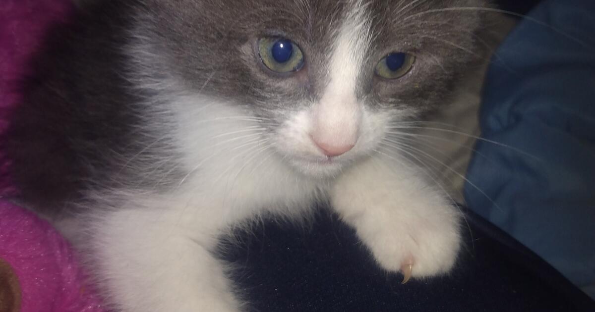 Kittens To Rehome 15 in Wichita, KS For Sale & Free — Nextdoor