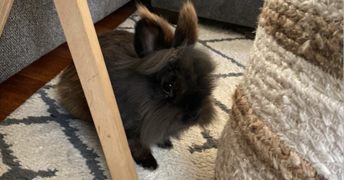 Bunny/rabbit to rehome for 30 in Idaho Falls, ID For Sale & Free — Nextdoor