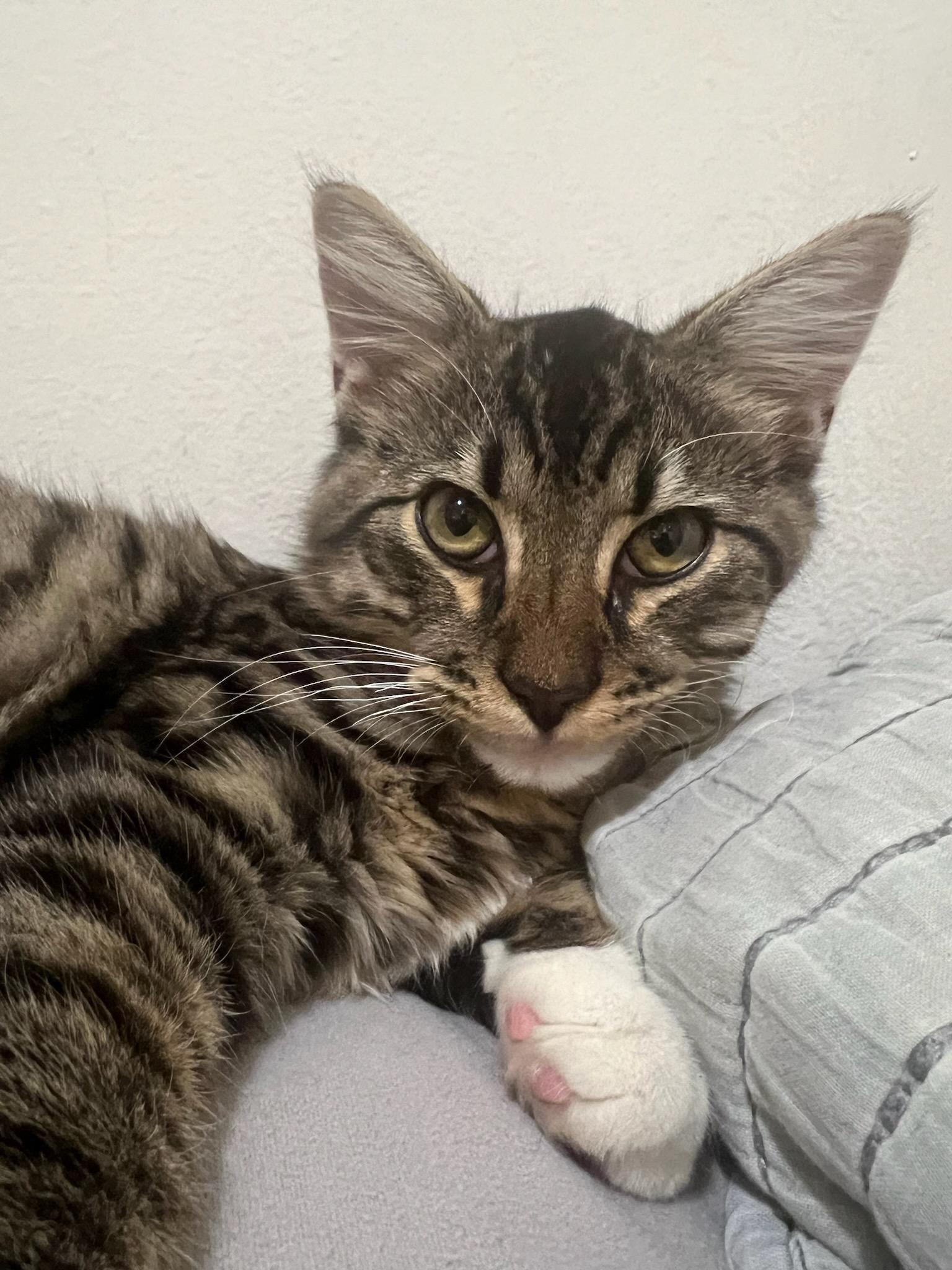 Solano County Feral Cat Group - Nextdoor