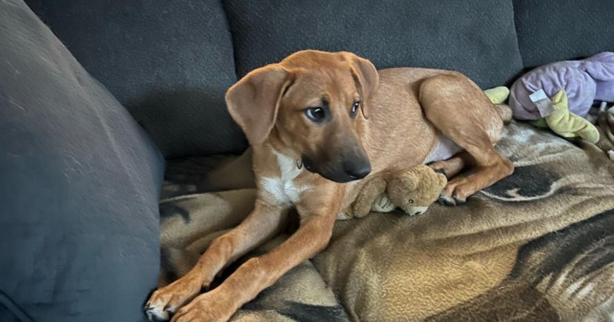 Free puppy for Free in Beverly Hills, FL For Sale & Free — Nextdoor