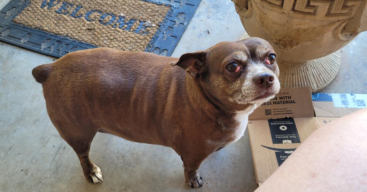 Free dogs to good home only for free in granbury tx for sale free