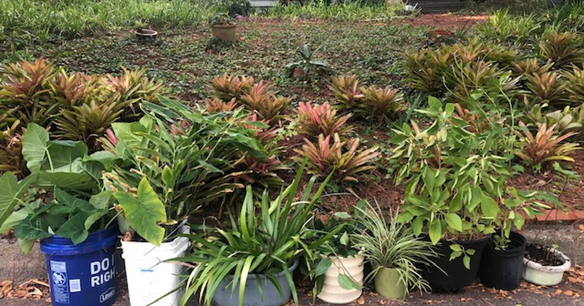 Free Plants for Free in Jacksonville, FL For Sale & Free — Nextdoor