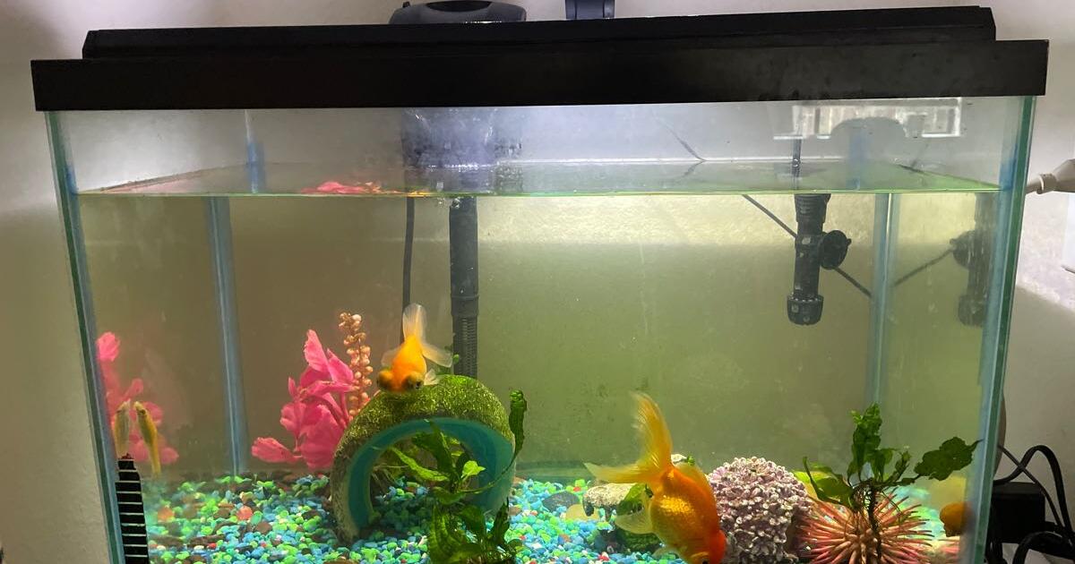 Three aquariums with fish, frogs and plants! for Free in Davis, CA
