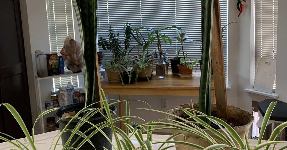 Local indoor ,outdoor plant sale for 10 in Henderson, NV For Sale