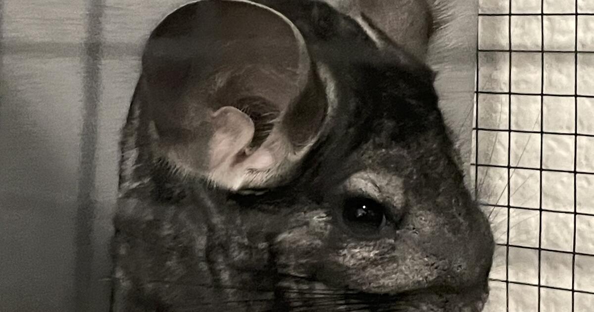 Rehoming 8 month old chinchilla with cage for 350 in Las Vegas, NV