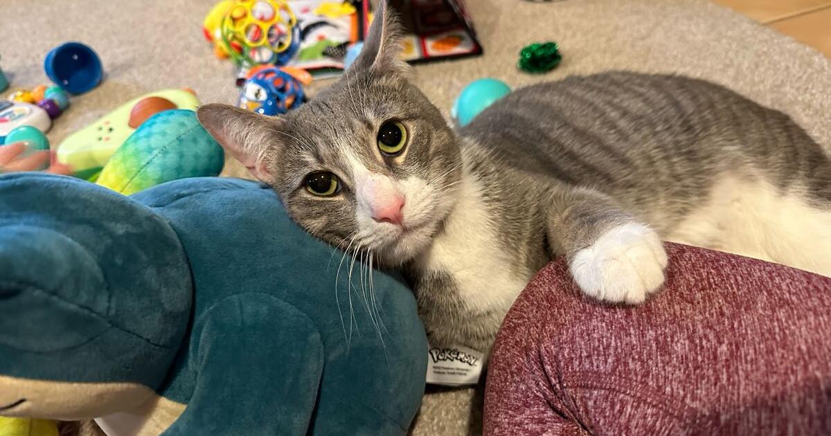 3 yr Old Cat for 25 in Johnstown, PA For Sale & Free — Nextdoor