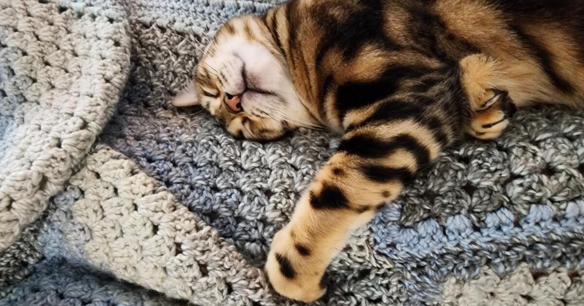 6y.o. Female Marbled Bengal Cat (Spayed) for Free in Olympia, WA For