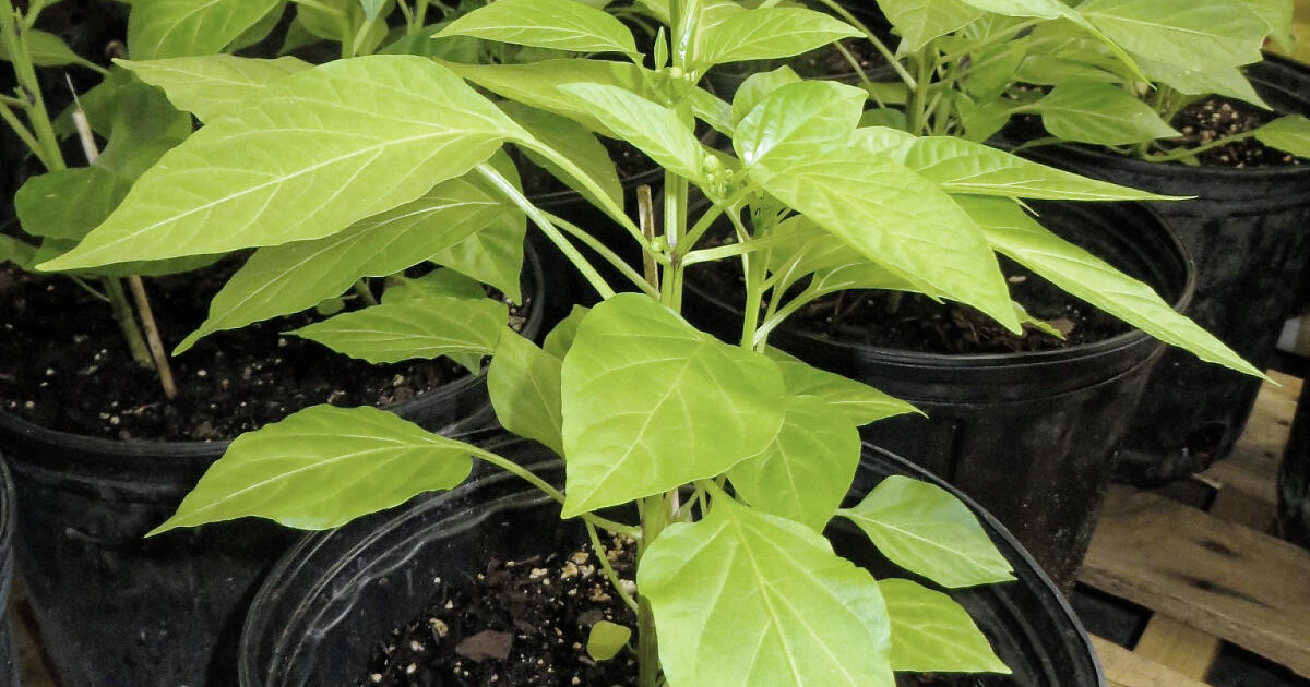 Vegetable plants for sale. for Free in Orlando, FL Finds — Nextdoor