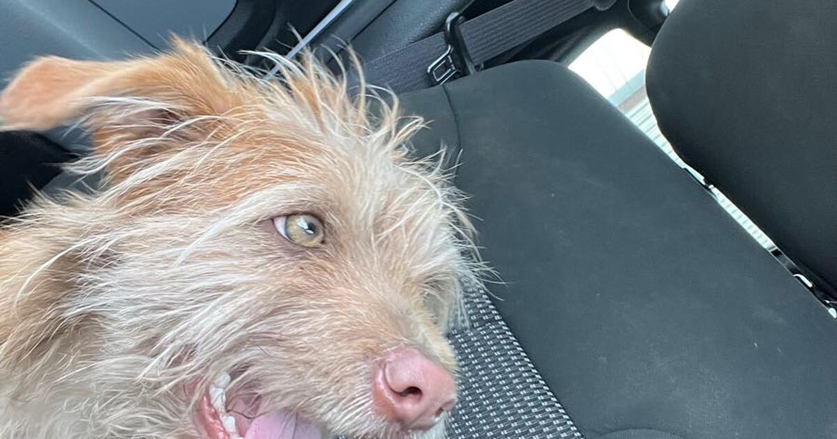 10 month old puppy for Free in Burleson, TX For Sale & Free — Nextdoor