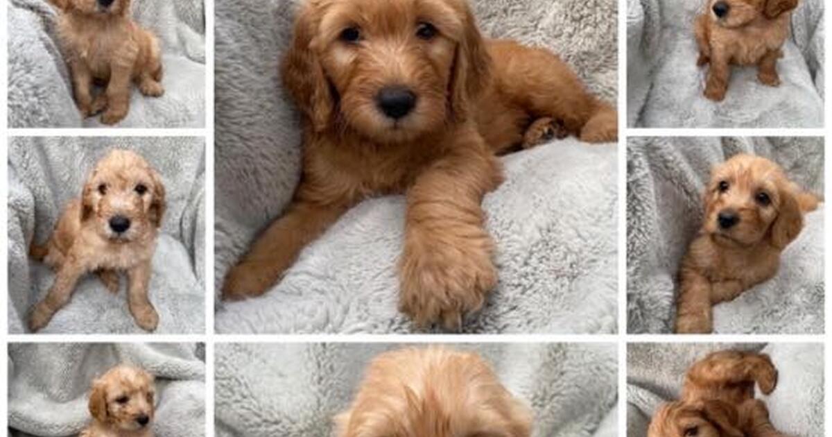 Golden doodle puppies for 910 in savannah ga for sale free nextdoor