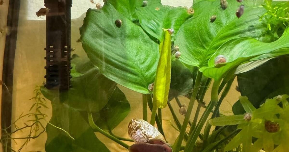 Aquatic Snails for Free in Sacramento, CA For Sale & Free — Nextdoor