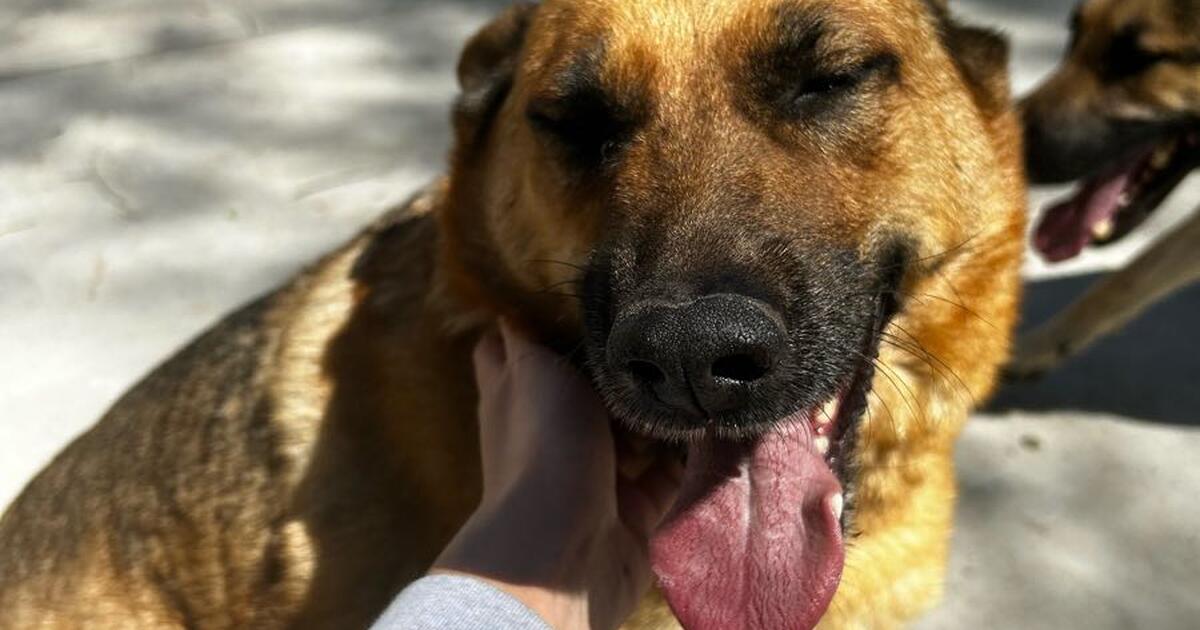 Free dogs to good home for free in wichita ks for sale free nextdoor