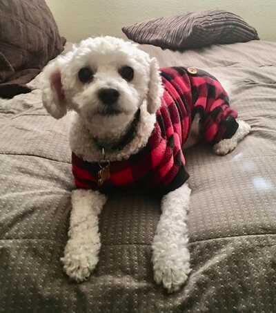 SuperStar Pup Grooming Norco CA Nextdoor