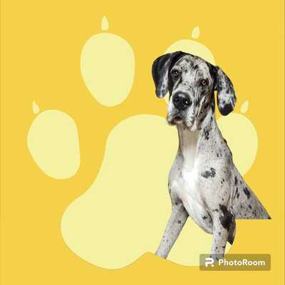 Michelle's mobile online dog salon