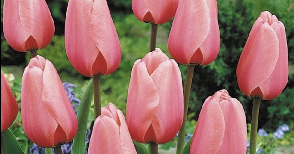 Tulip bulbs for Free in Brooklyn, NY Finds — Nextdoor