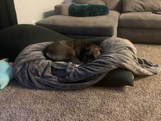 Healthy pets online of wedgewood