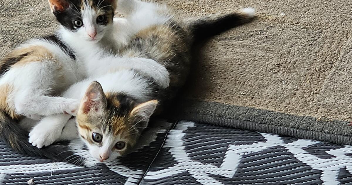 kittens for Free in Akron, NY For Sale & Free — Nextdoor