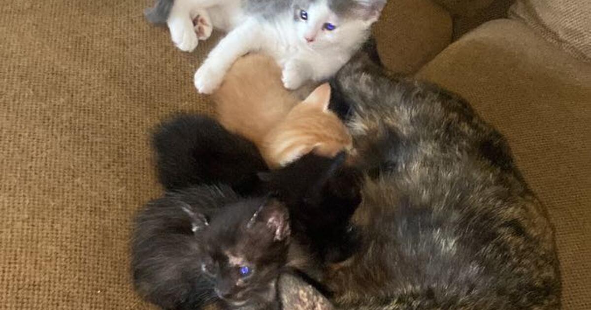 Kittens need safe homes for Free in Lubbock, TX For Sale & Free