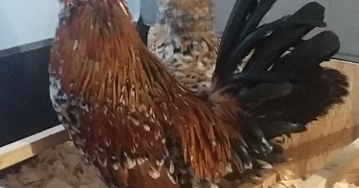 Mille Fleur D'uccle Rooster for $15 in Charlotte, NC | For Sale & Free ...