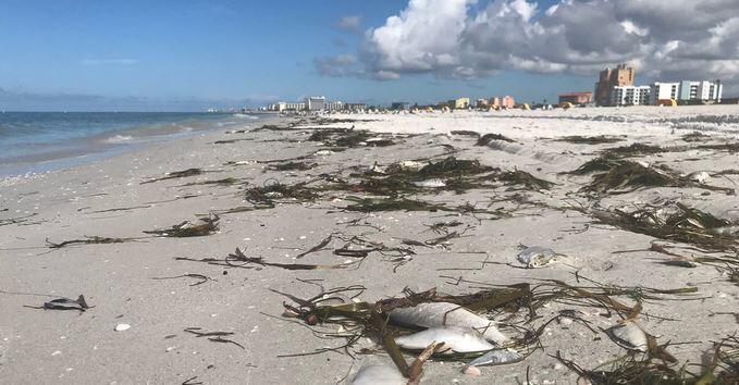 Red Tide Update (St. Petersburg Water Resources) — Nextdoor — Nextdoor