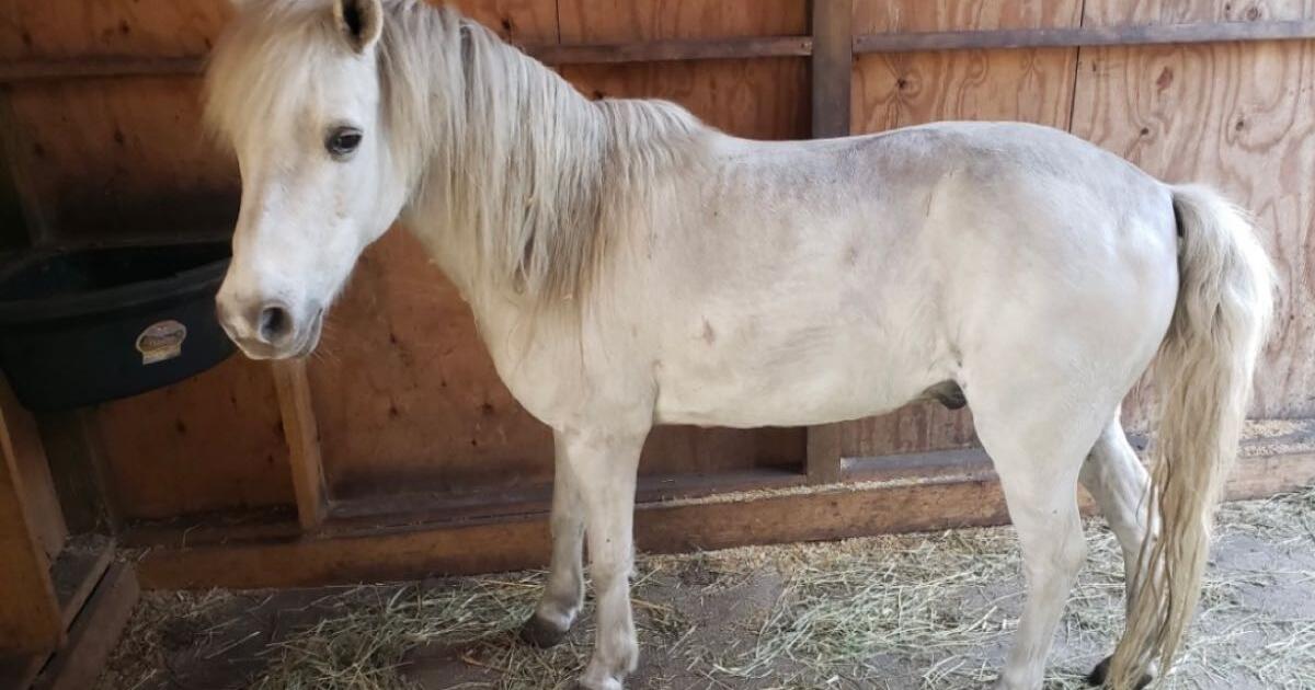 Ponies/Horse for 12345 in Titusville, FL For Sale & Free — Nextdoor