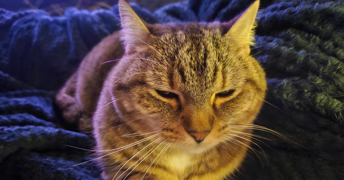 Free To Good Home for Free in Old Monroe, MO For Sale & Free — Nextdoor