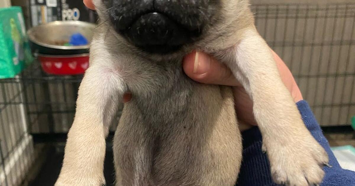 Pug puppies for sale. for 800 in Reno, NV For Sale & Free — Nextdoor