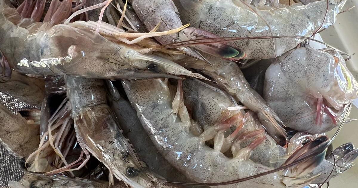 Fresh gulf shrimp for 4 in slidell la for sale free nextdoor